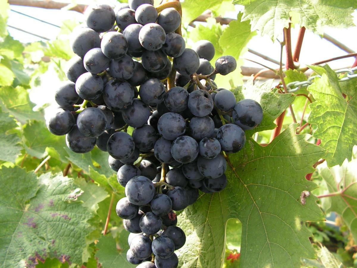 Winnica Na Lesnej Polanie Zabor Екстериор снимка
